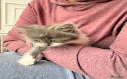 Ragdoll cats for sale: Beautiful Ragdoll girl  - Image 11
