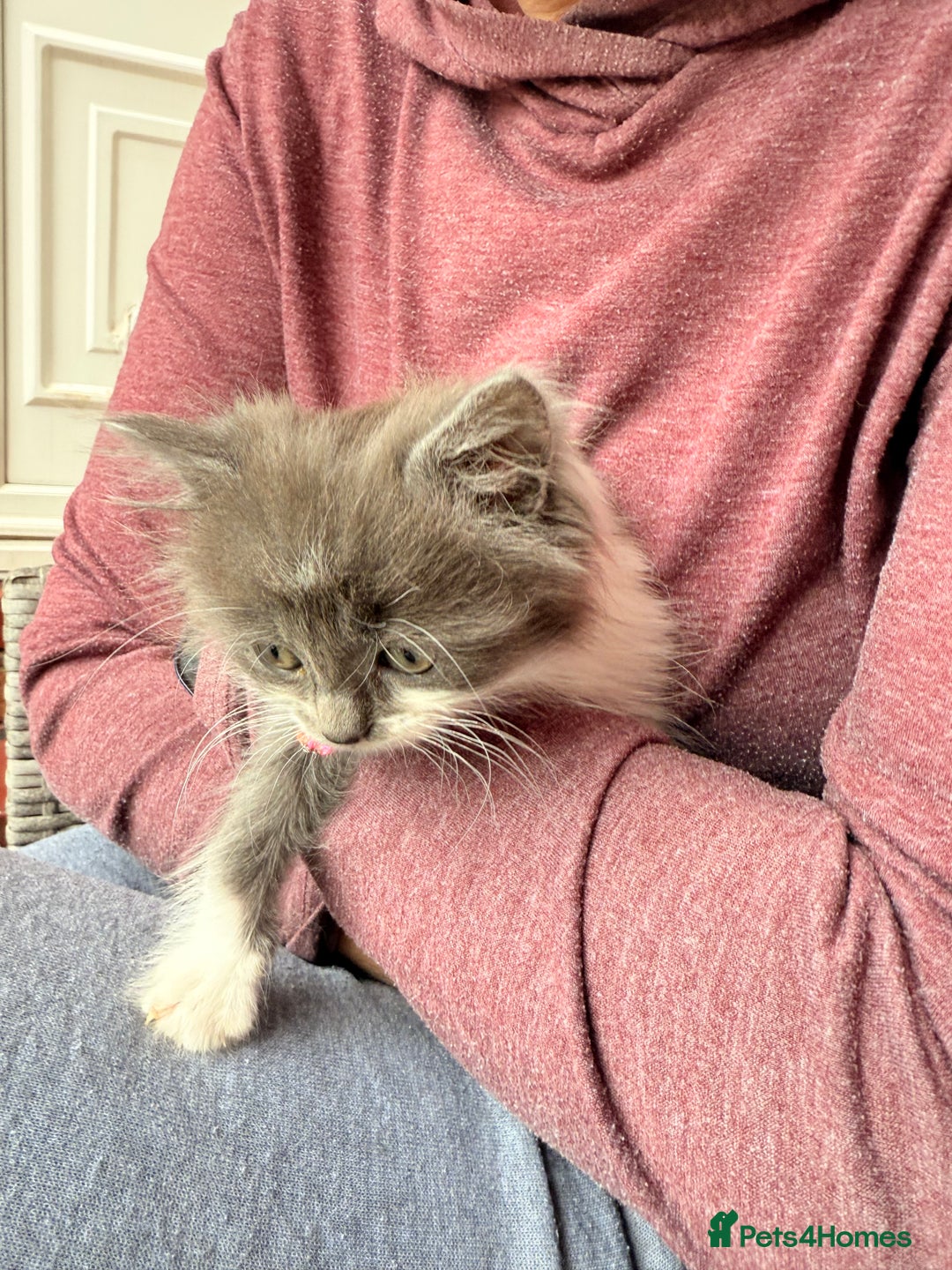 Ragdoll cats for sale: Beautiful Ragdoll girl  - Image 11