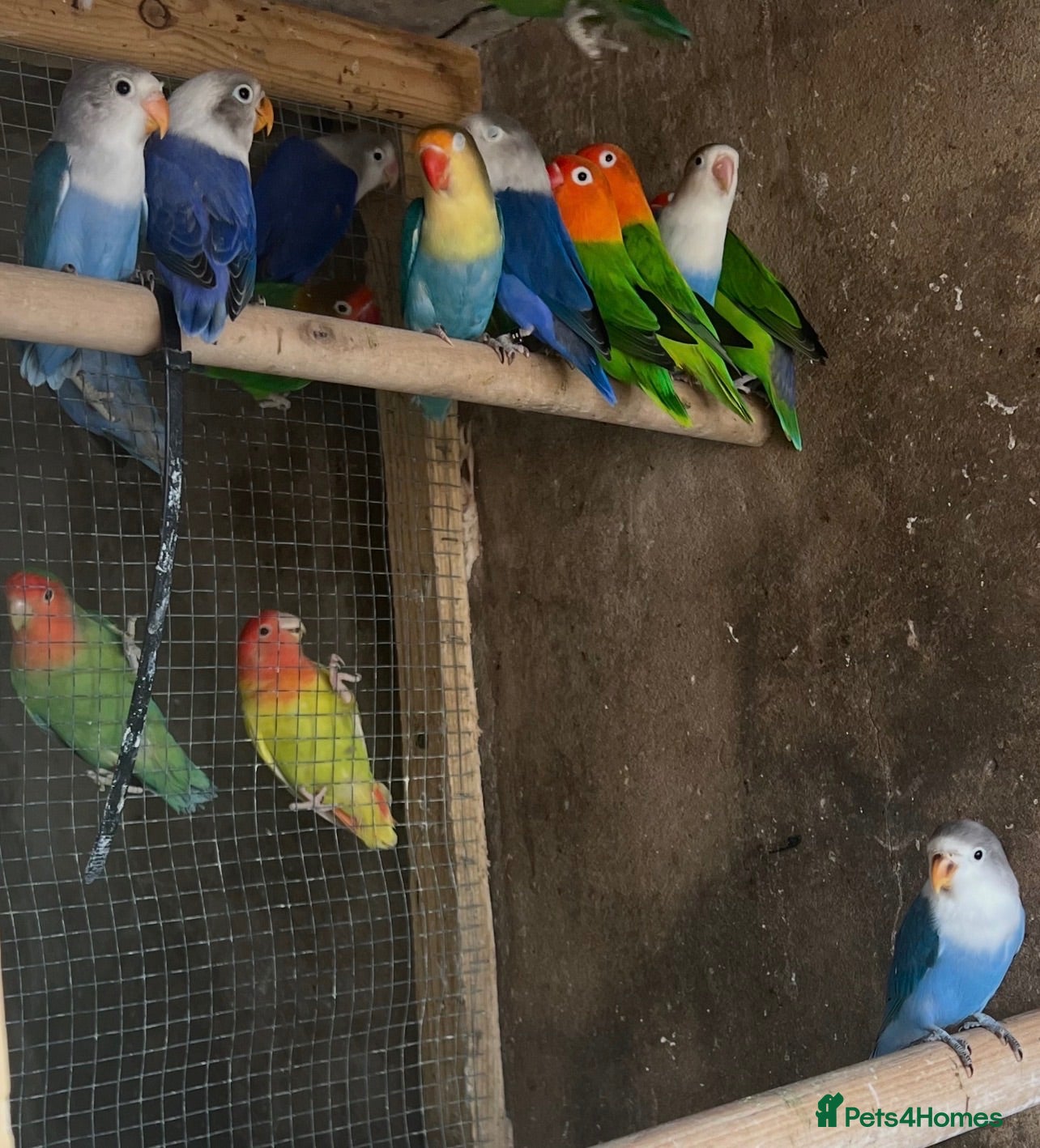 Mixed Breed birds Birds for sale *read description*  - Advert 1