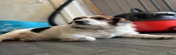 Jack Russell dogs for sale: Male jack Russel  in Hawick - Advert 5