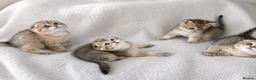 Scottish Fold cats for sale: Beautiful Scottish Fold Litter 3 Boys 1 Girl in Leicester - Advert 1