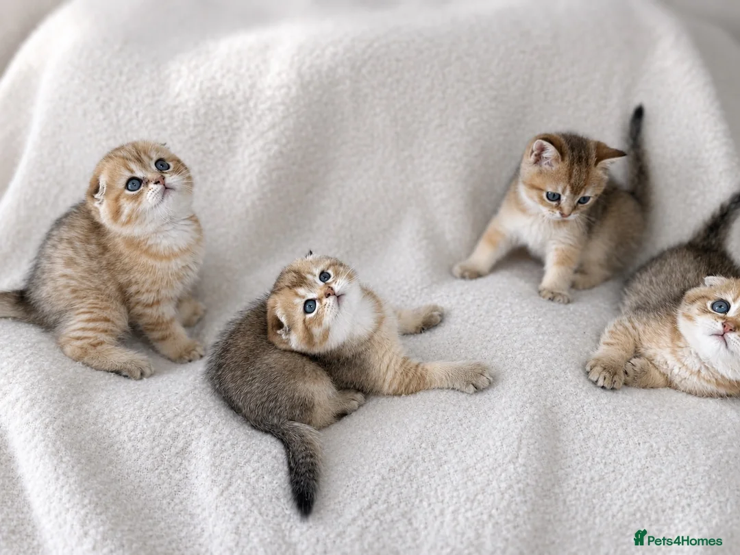 Scottish Fold cats for sale: Beautiful Scottish Fold Litter 3 Boys 1 Girl in Leicester - Advert 1