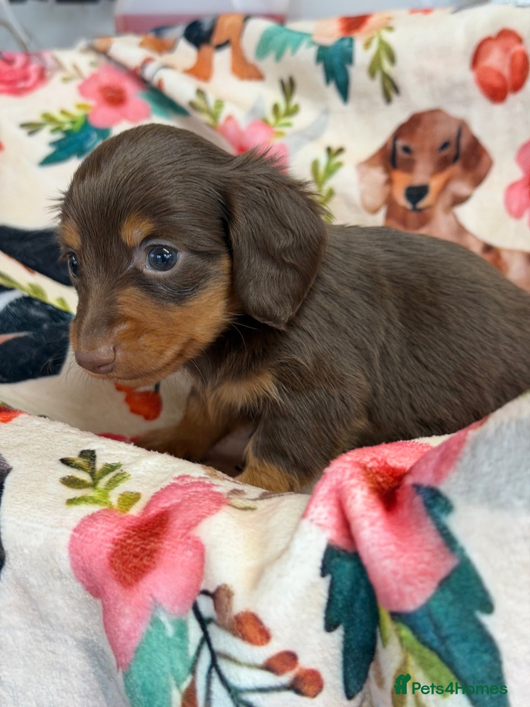 Miniature Dachshund dogs for sale: 2 left Long haired mini dachshund pups  - Advert 5