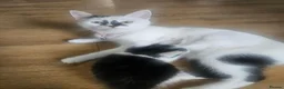 Mixed Breed cats for sale: 3 playing fluffy kittens - Advert 2