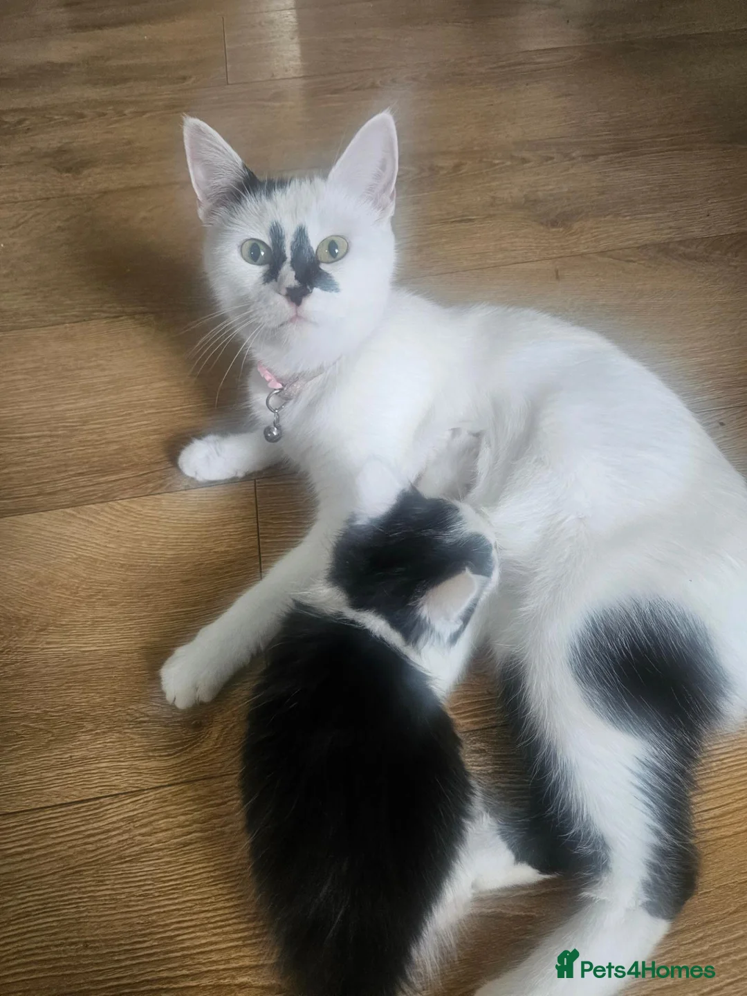 Mixed Breed cats for sale: 3 playing fluffy kittens - Advert 2