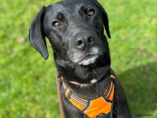 Mixed Breed dogs in Ashbourne - Advert 7