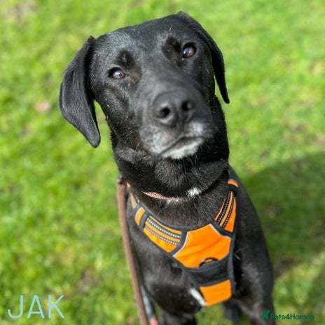 Mixed Breed dogs Jak in Ashbourne - Advert 19