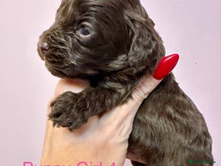 Cockapoo dogs Lovely American Cockapoo Pups Chocolates & Merles - Advert 5