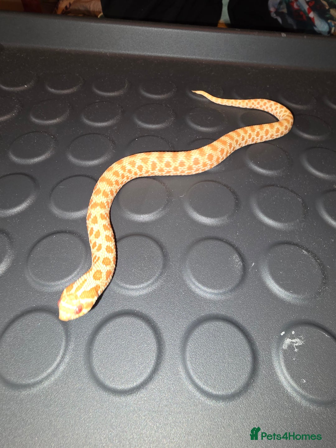 Snake reptiles for sale: Male albino hognose snake  - Advert 5