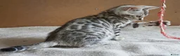 Bengal cats for sale: Gorgeous Bengal Girl Kitten - Advert 8