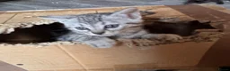 Bengal cats for sale: Smoke Boy Available for his forever home  - Advert 24