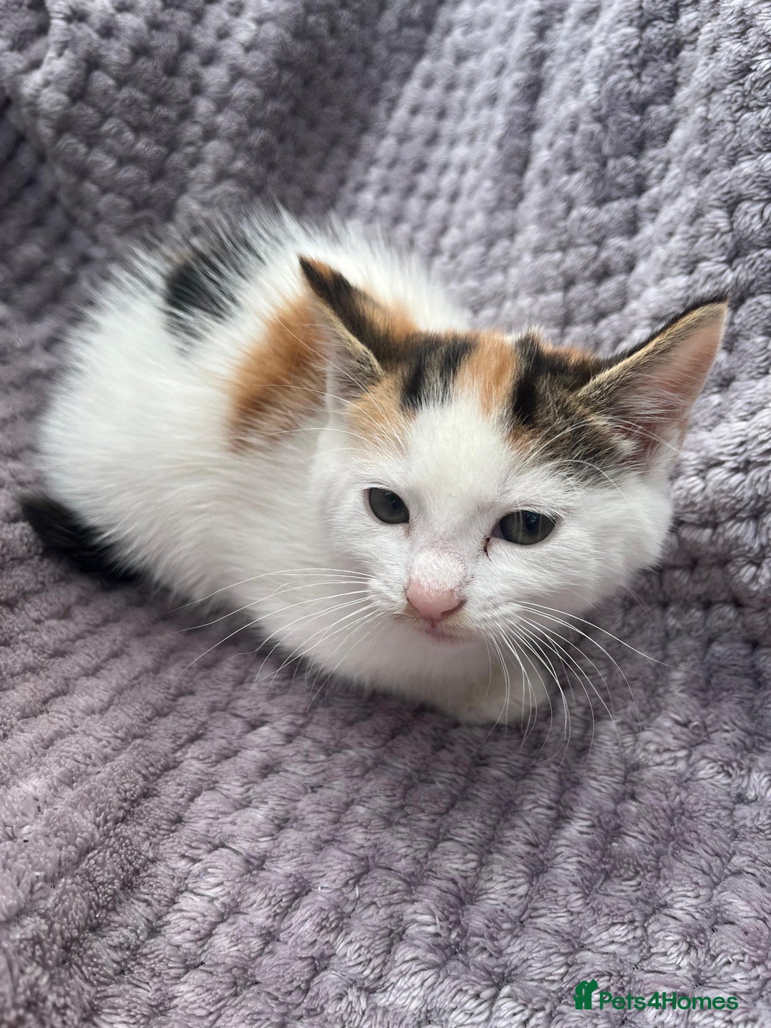 Mixed Breed cats for sale: Adorable kittens and mother looking for a new home - Image 5