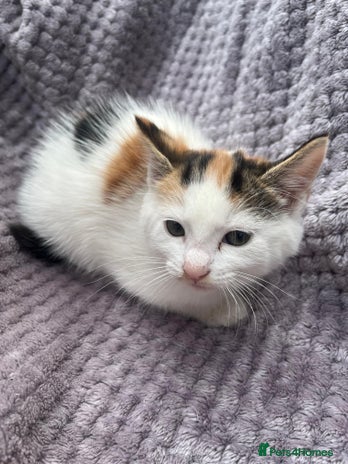 Mixed Breed cats - Advert 1