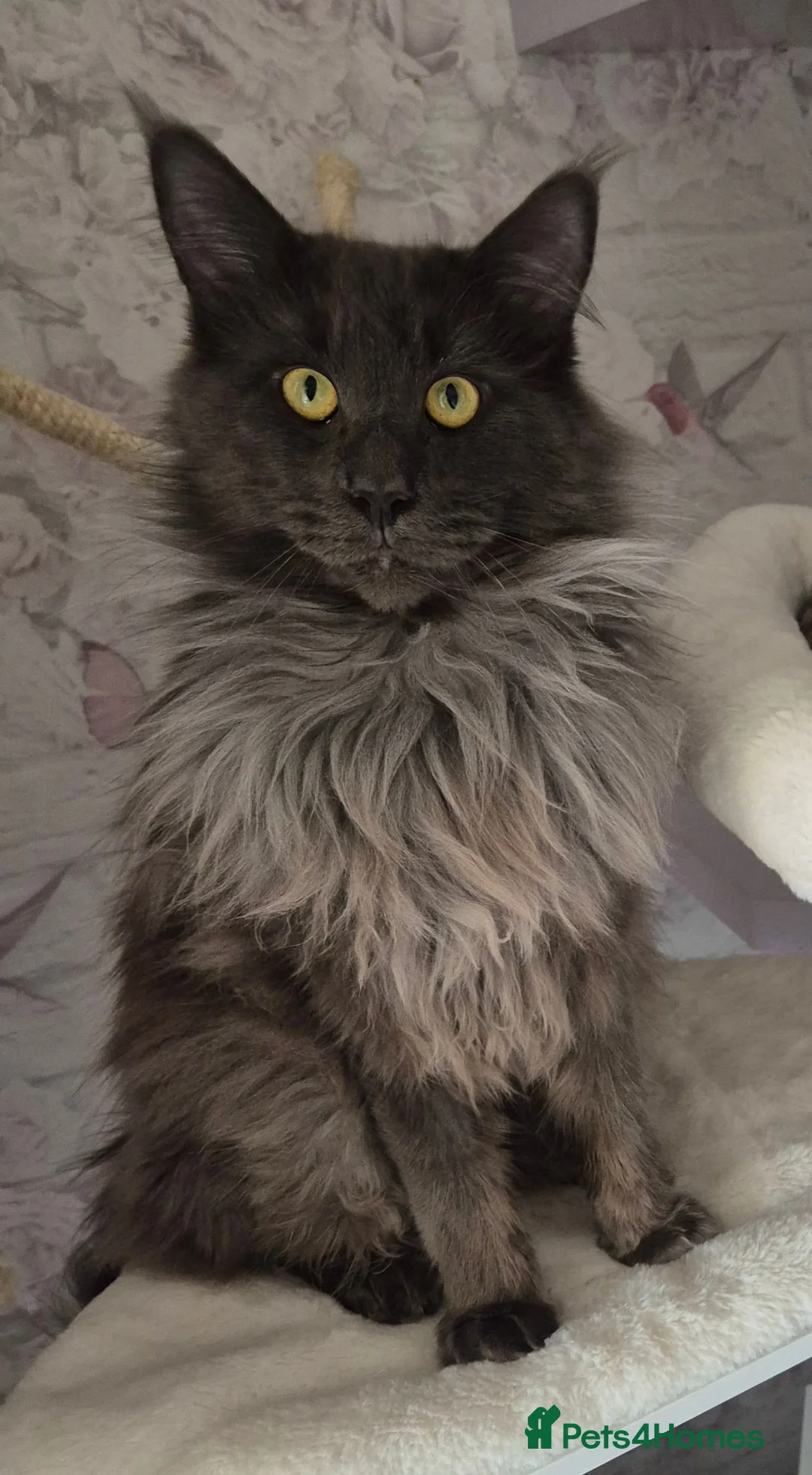 Maine Coon cats for sale: Stunning BLUE SMOKE Maine Coon male - Advert 3