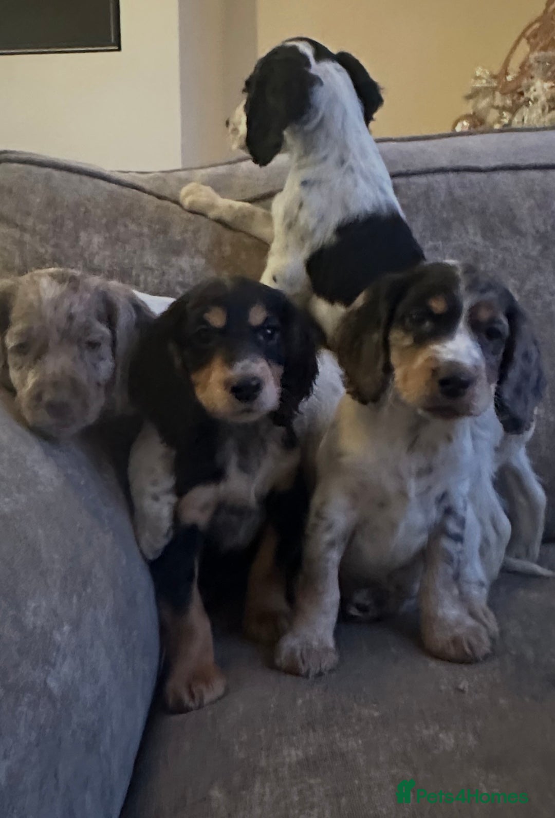Sprocker dogs for sale: Beautiful sprocker puppies - Advert 1