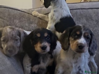 Sprocker dogs Beautiful sprocker puppies - Advert 1