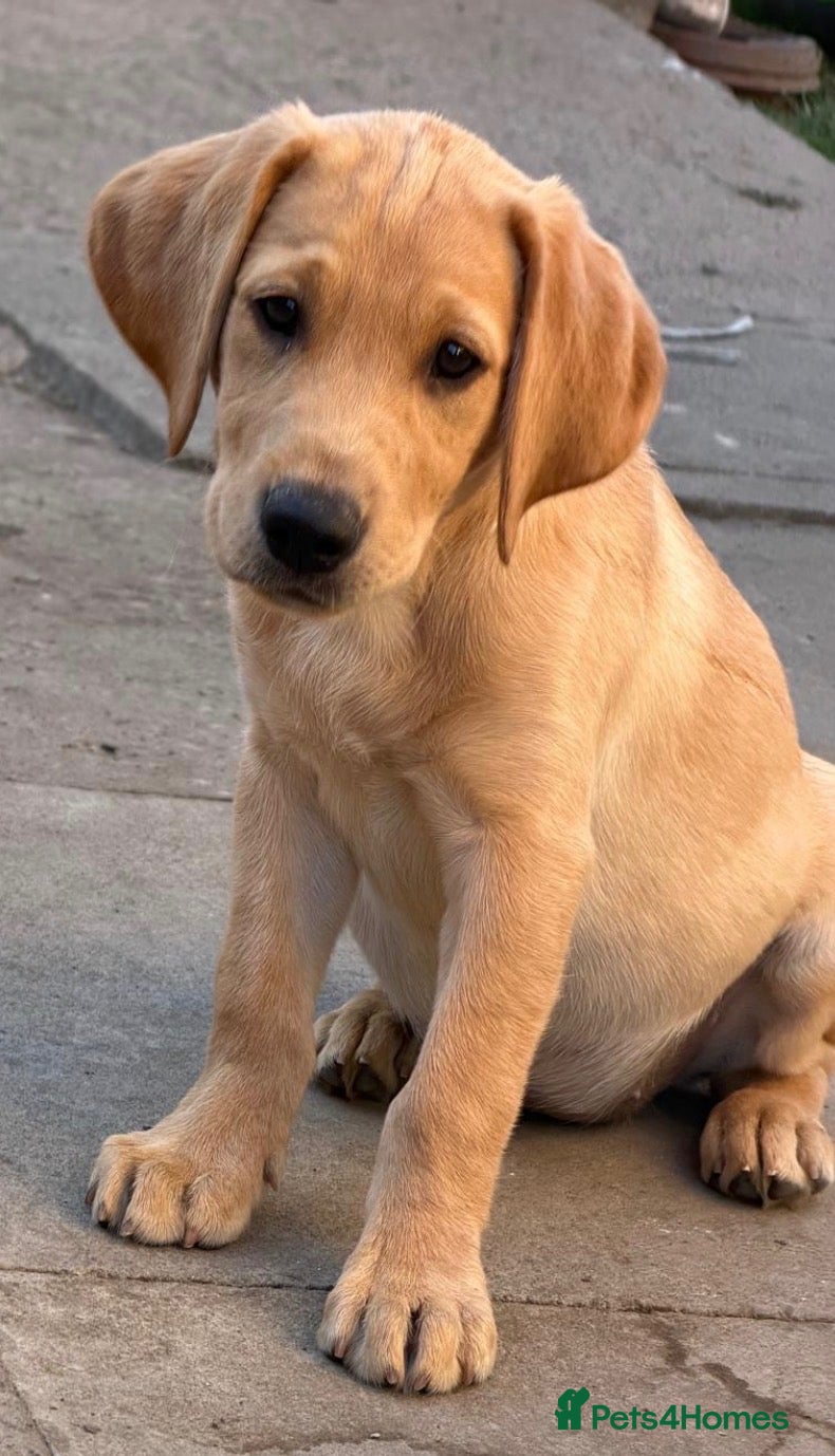 Labrador Retriever dogs 🐾 *******Quality fox red KC reg *******  🐾  - Advert 2