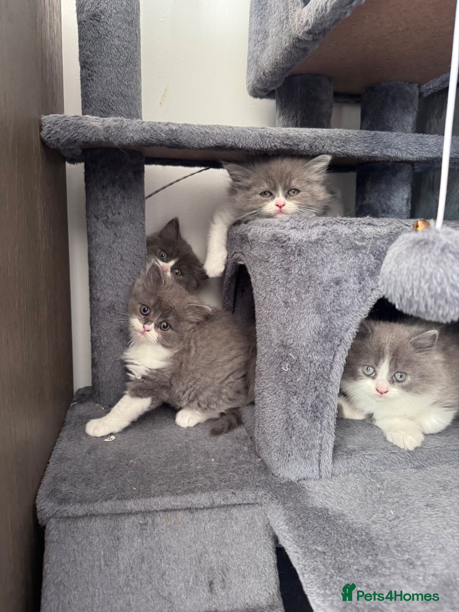 British Longhair cats Beautiful chunky British longhair ready now - Advert 1