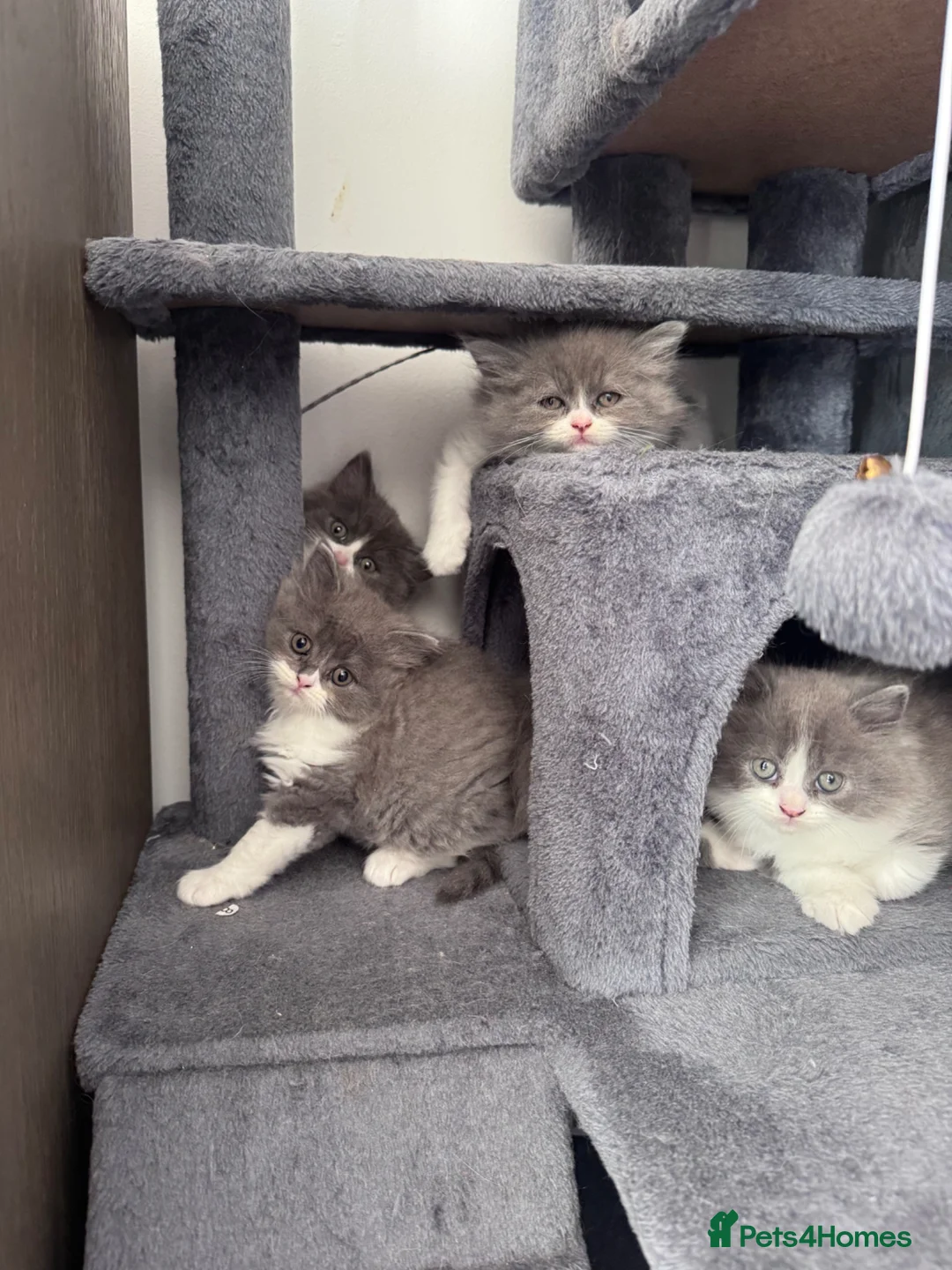 British Longhair cats for sale: Beautiful chunky British longhair ready now - Advert 1