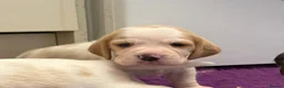 Beagle dogs for sale: Health Tested & Kennel Club Registered Beagle Pups - Advert 12