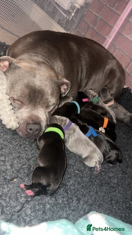 Staffordshire Bull Terrier dogs - Advert 1