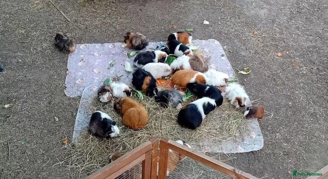 Guinea Pig rodents 🐹 Mixed Breed Guinea Pigs - Advert 14