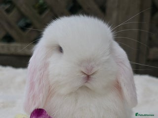 Mini Lop rabbits Beautiful mini lops girls and boys - Advert 1