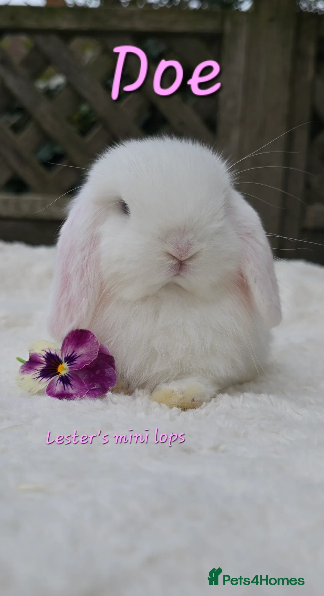 Mini Lop rabbits for sale: Beautiful mini lops girls and boys - Advert 4