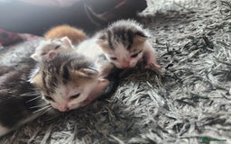 Mixed Breed cats for sale: Beautiful baby's looking for their forever homes  - Image 16