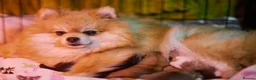 Pomeranian dogs for sale: KC registered pomeranian puppies - 4 girls  - Advert 16