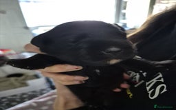 Miniature Schnauzer dogs for sale: 2xBeautiful kc reg mac/eye clr mini schnauzer girl - Image 3