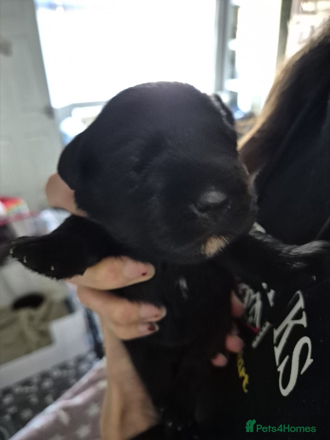 Miniature Schnauzer dogs for sale: 2xBeautiful kc reg mac/eye clr mini schnauzer girl - Image 3