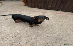Dachshund dogs for sale: Dachshund puppys - Image 12