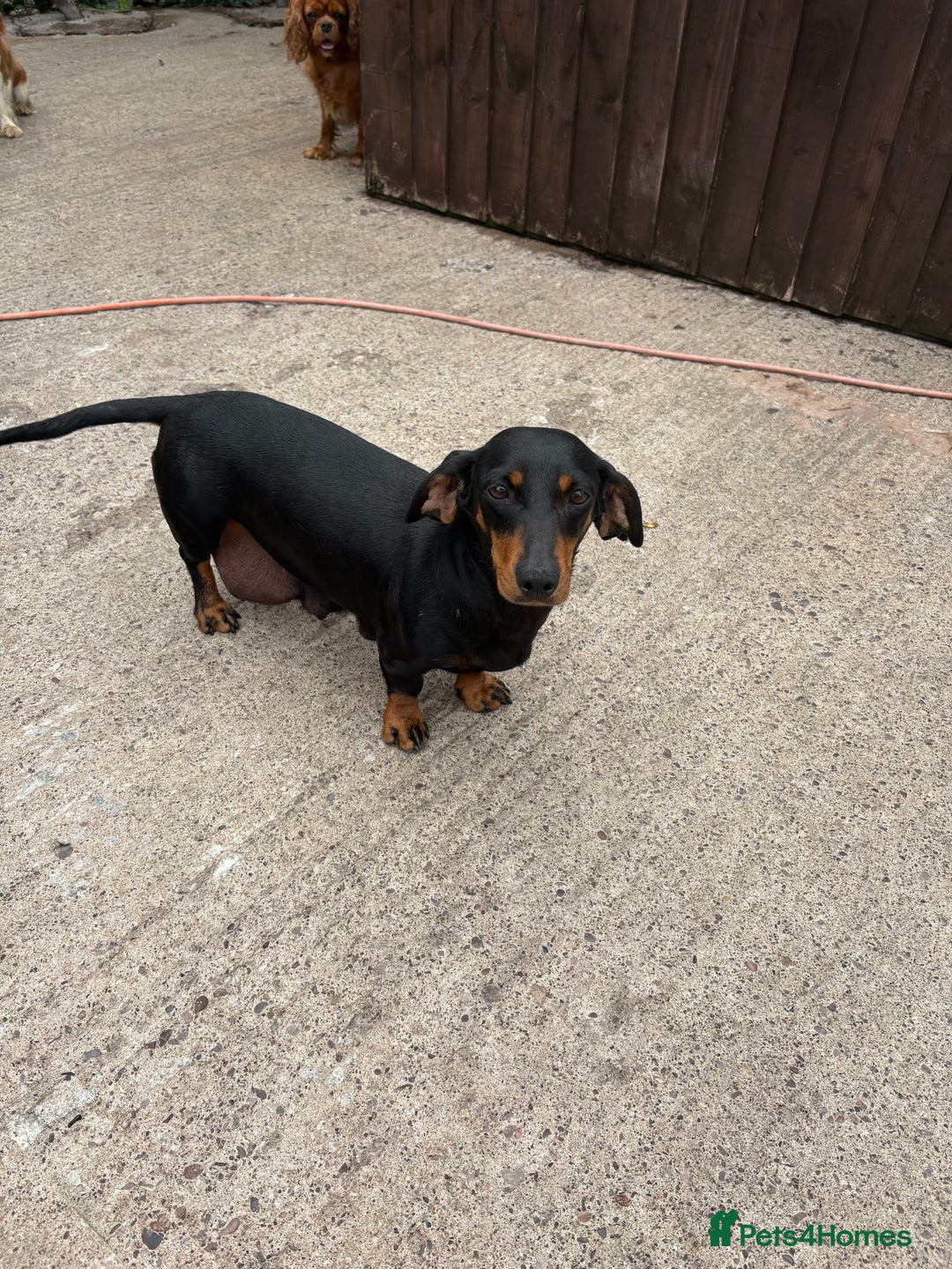Dachshund dogs for sale: Dachshund puppys - Image 12