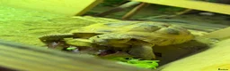 Hermann Tortoise reptiles for sale: Hermann tortoise  in Barnsley - Advert 9