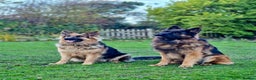 German Shepherd dogs for sale: Puppies - Long hair/Straight back German Shepherd - Advert 23