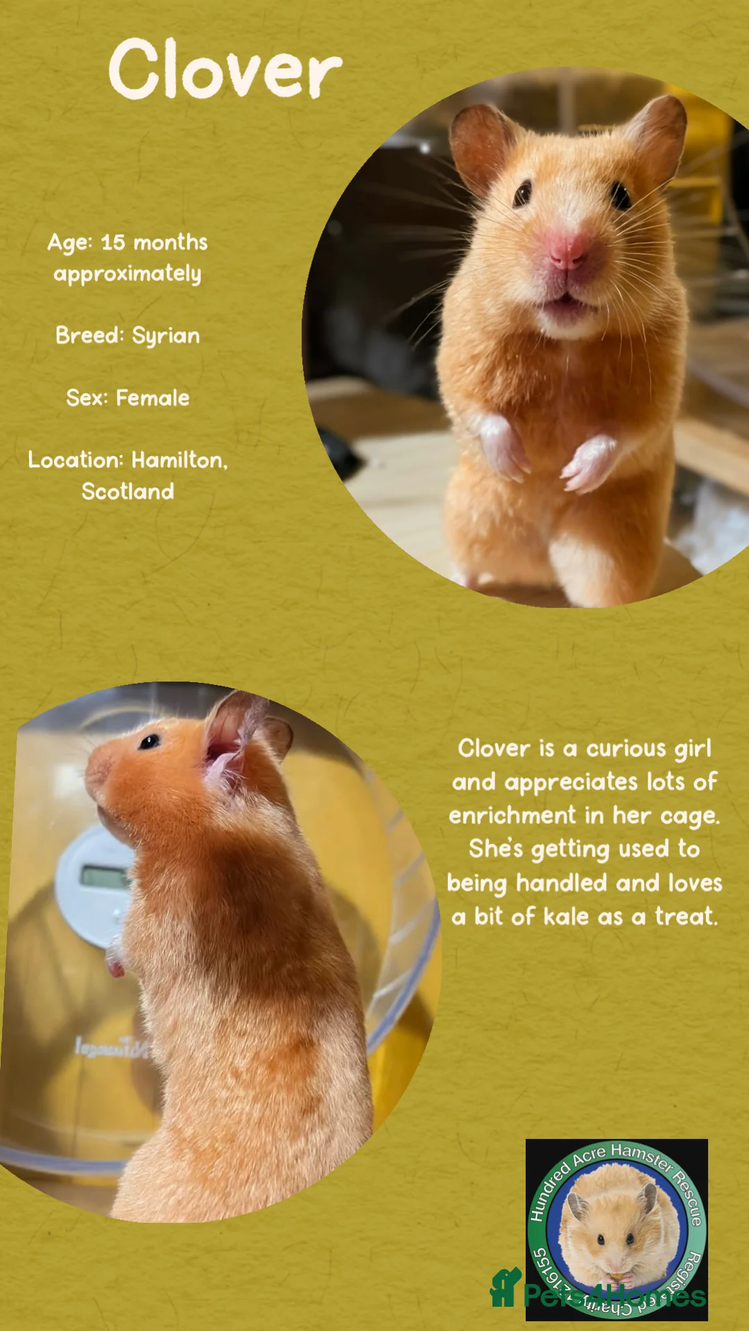Hamster rodents for sale: Hamster  - Advert 1