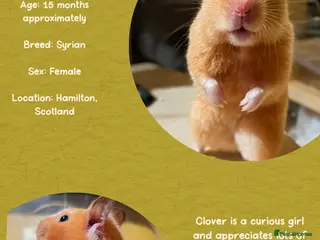 Hamster rodents Hamster - Advert 13