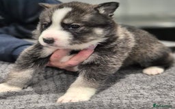 Huskita dogs for sale: FABULOUS HUSKITA PUPPIES Husky x Akita - Image 18