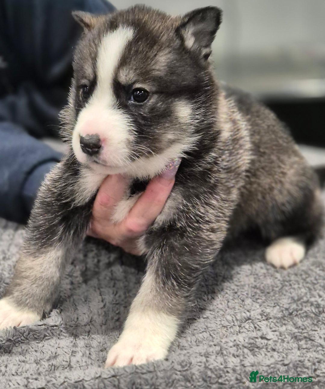 Huskita dogs for sale: FABULOUS HUSKITA PUPPIES Husky x Akita - Image 18