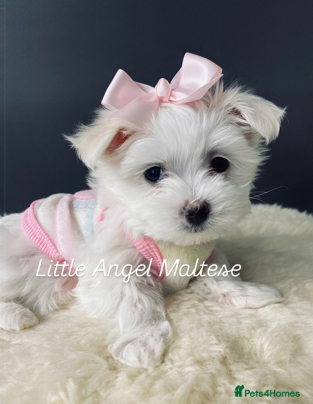 Maltese dogs for sale: ✨ Outstanding KC half-Korean Maltese Puppies ✨ - Advert 6