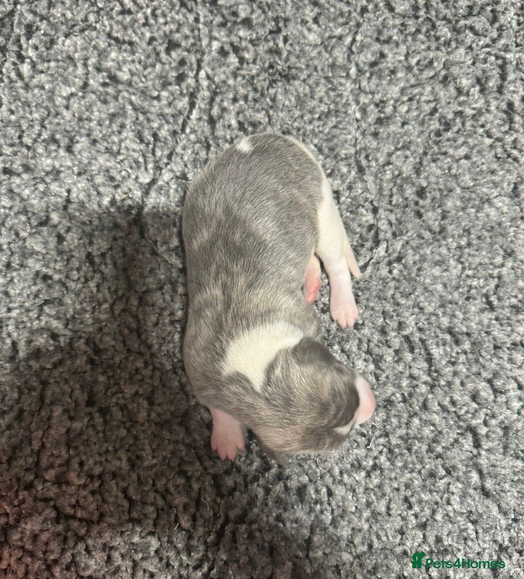 Whippet dogs for sale: Kc reg whippets  - Advert 7