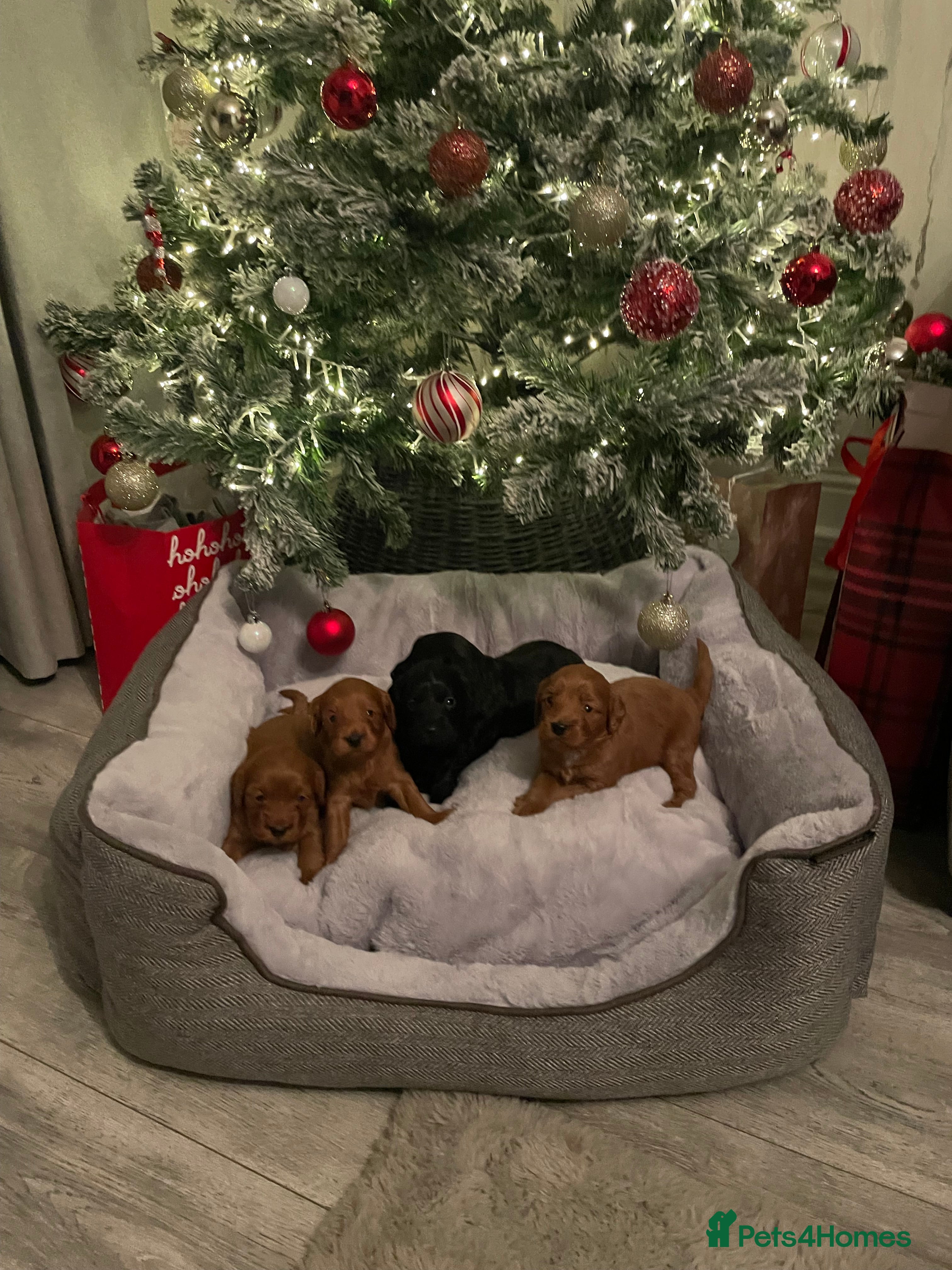 Cockapoo dogs F1 Cockapoo Puppies  - Advert 11