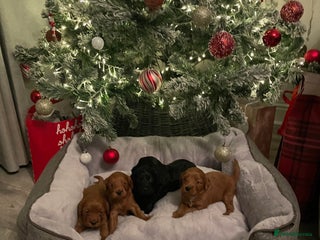 Cockapoo dogs F1 Cockapoo Puppies - Advert 11