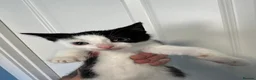Mixed Breed cats for sale: Kittens - Advert 4