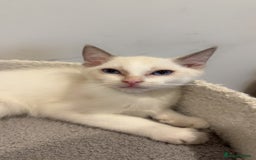 Ragdoll cats for sale: 2 Males Ragdoll Kittens Ready Today offers welcome in Purley - Image 5