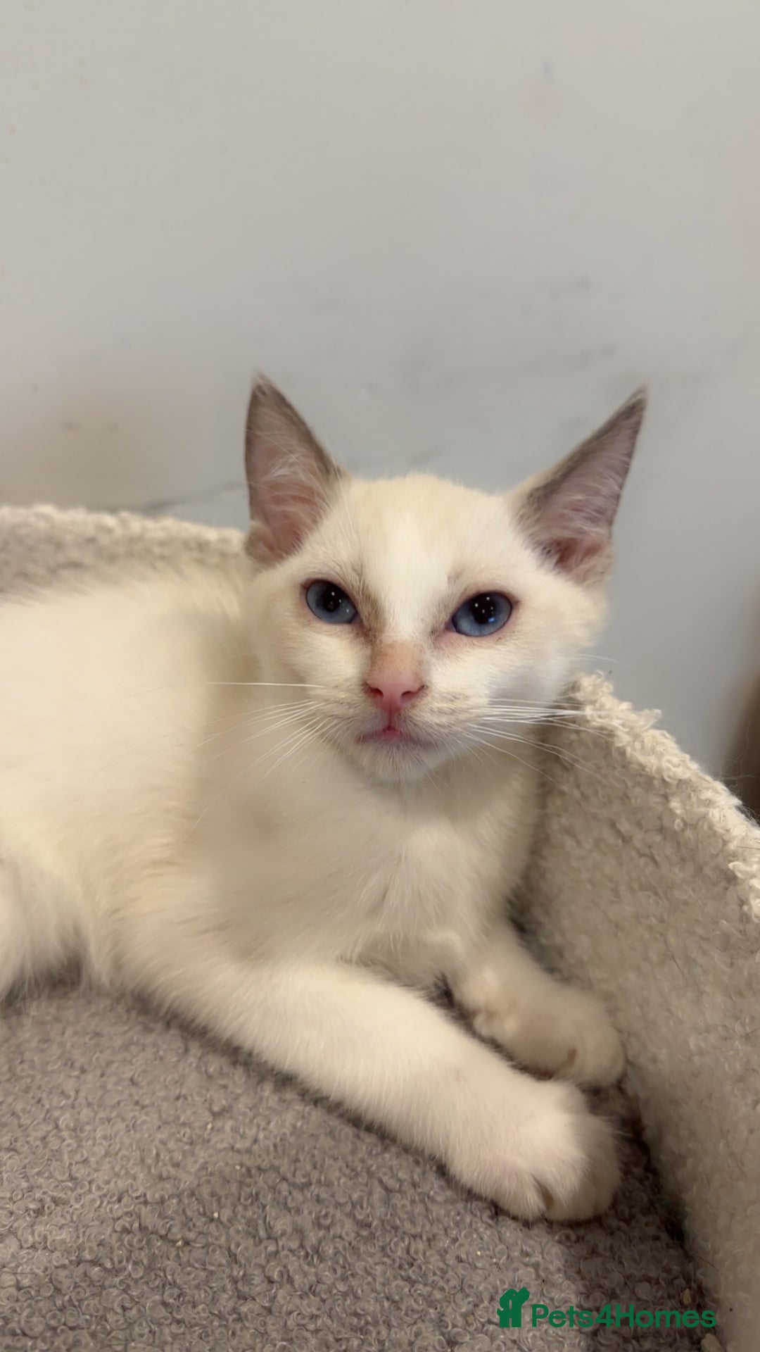 Ragdoll cats for sale: 2 Males Ragdoll Kittens Ready Today offers welcome in Purley - Image 5