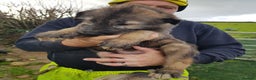 Irish Wolfhound dogs for sale: Irish Wolfhound Pups - Advert 2