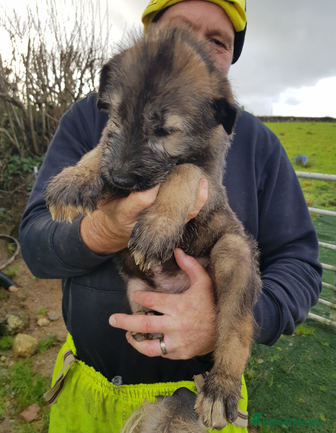 Irish Wolfhound dogs for sale: Irish Wolfhound Pups - Advert 2