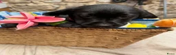 Goldador dogs for sale: Lovely chunky Goldador puppies - Advert 10